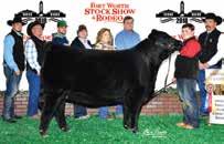 The sire of these elite embryos is the Harvestor son with massive growth, marbling