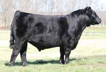 Limousin who has 1 progeny on record at NALF. CE: 10 BW: 2.