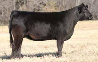 WW: 661 Adj. YW: 863 UFAT: 0.23 UREA: 13.44 UIMF: 3.59 OFFERED BY: STOWERS LIMOUSIN AI d 5.29.18 to MAGS Aviator.