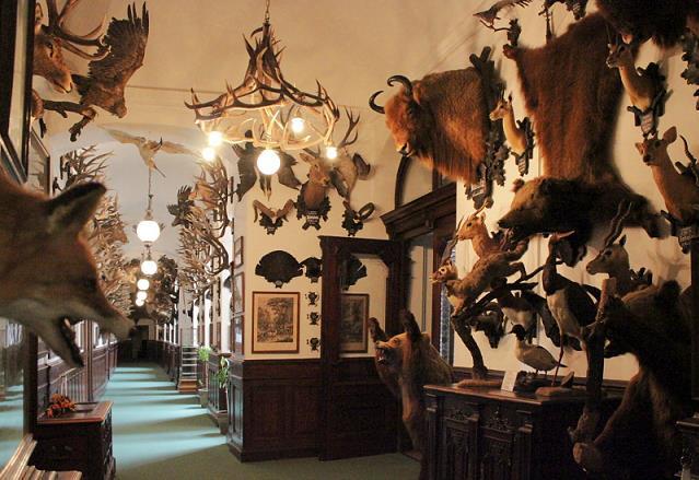 trophies in exhibition inside the castle.