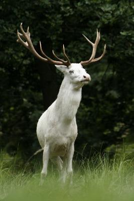 Japanese Sika Deer is hunted in the Czech Republic since the second half of the XIX century.