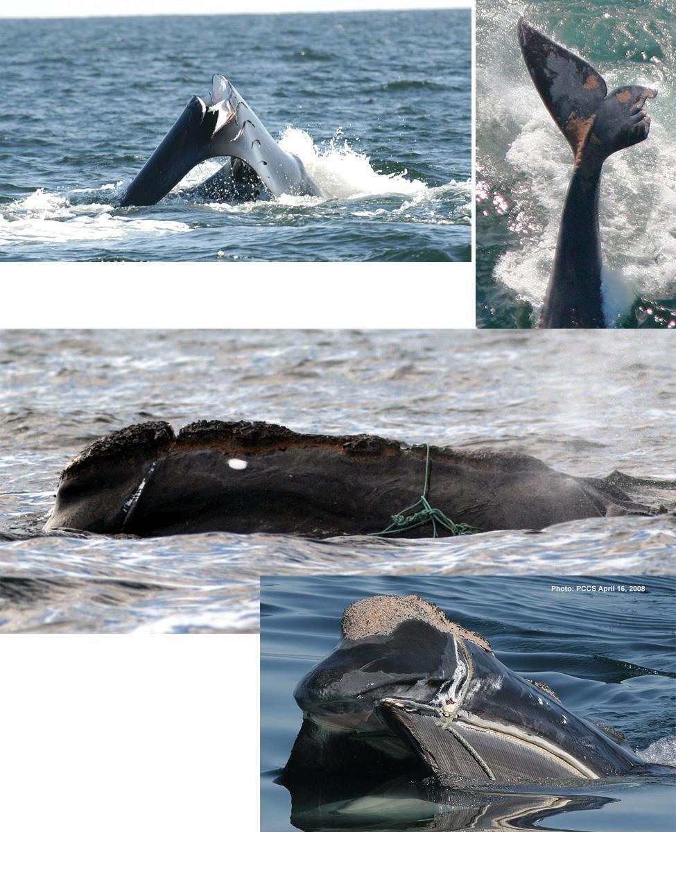 Figure C7. Above: A right whale struck by a vessel on 10 March 2005 off Georgia, and later sighted off Cape Cod again with injured flukes and orange cyamids present (Photos: M. Zani and T.