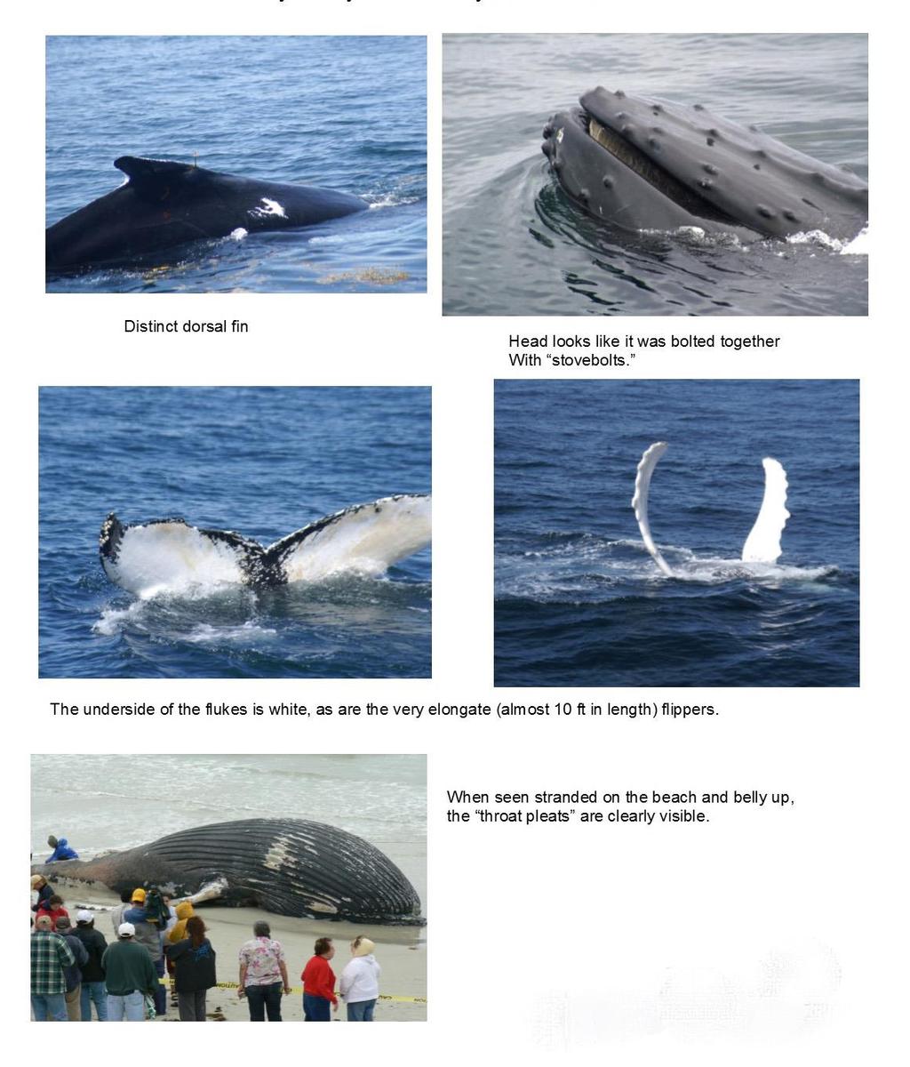 Figure C12. Distinguishing features of humpback whales, also sighted in Florida waters.
