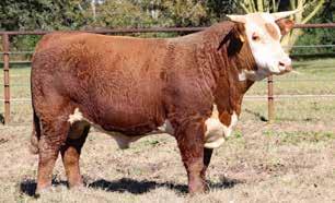 78 4M MR MONEY ADVANCE 7145 Calved: 1/29/17 BULL P43821979 Tattoo: RE LE 7145 RST TIMES A WASTIN 0124 {CHB}{DLF,HYF,IEF} CRR ABOUT TIME 743 {SOD}{DLF,HYF,IEF} 4M TIME IS MONEY 430 {DLF,HYF,IEF} RST