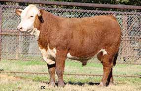 790 43378250 JA L1 DOMINETTE 3807N GB L1 DOMINO 808A {DLF,HYF,IEF} JA L1 DOMINETTE 7011 10.7 0.5 52 83 1.0 25 Here is a heifer bull that s big framed with lots of red meat.