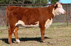 9 27 Hereford Heifers 4M ADVANCE DOMINETTE 851 Calved: 10/24/17 COW 43954340 Tattoo: RE LE 851 HH ADVANCE 0002X {DLF,HYF,IEF} HH ADVANCE 7026T ET {SOD}{DLF,HYF,IEF} HH ADVANCE 3006A {DLF,HYF,IEF} HH
