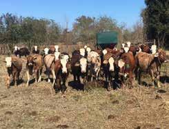 Bred and exposed for 2019 fall calves. Bred to Hereford bull # 43718145. 10 Elite F1 or half-blood long yearling heifers. Open ready to breed.