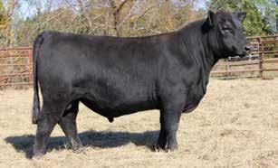 Angus Bulls Tremendous Power Outstanding Genetics LOT 1 S/F COWBOY UP 725 Lots 1, 2 and 3 are flush brothers by Cowboy Up.