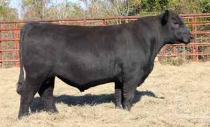 The top bull as well as the third bull in the Smith Farms 2018 Sale were flush brothers by Payweight out of 3088.