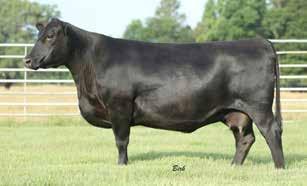 Lots 1, 2 and 3 offer great opportunity to purchase proven genetics in an attractive package.