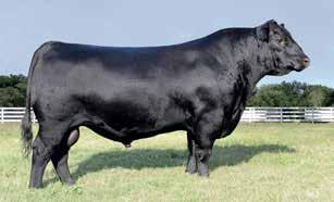 27 S/F Excitement 719 Calved: 8/14/17 BULL 19194332 Tattoo: 719 BASIN EXPEDITION R156 [AMF-CAF-DDF-M1F-NHF-OHF] GARDENS EXPEDITION [AMF-CAF-DDF-M1F-NHF-OHF-OSF] BASIN EXCITEMENT