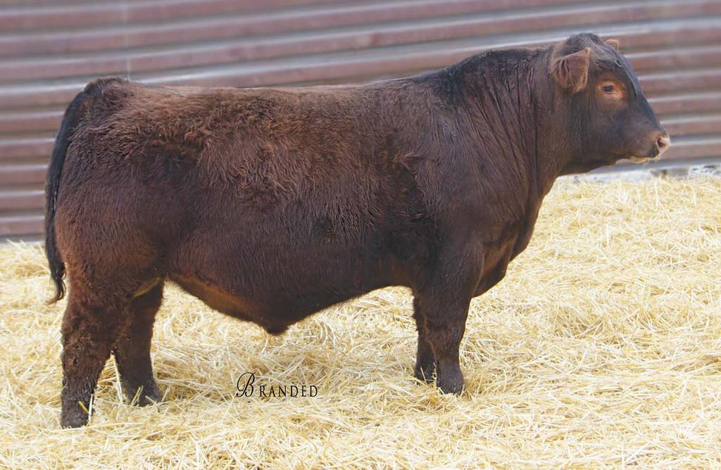 Red Angus Bulls HRR COLLEEN 429, dam 3 STRA HARD DRIVE 864 Lot 3 #3965053 2/23/18 96 779 1A 100% 103.