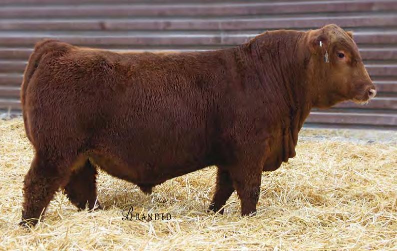 Red Angus Bulls 810 is the fi rst of the Cinch sons to sell and boy is he impressive. He is full of muscle and rib.
