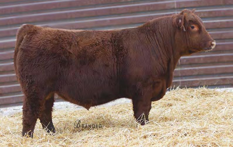 Red Angus Bulls 8112 is another outstanding son of Hard Drive. He is out of a new cow we purchased last fall, MTX W14.