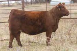 This bull ranks in the top 1 percent for HB and Stay. 6 STRA HARD DRIVE 8112 Lot 6 #3965095 2/27/18 94 761 0 1A 100% 100.