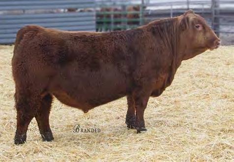 Lot 8 8 STRA ONE OF A KIND 869 Red Angus Bulls #3965055 2/23/18 87 832 ET 1A 100% 111.