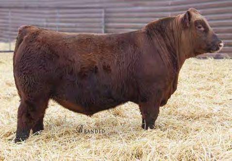 01 76% 4% 63% 33% 1% 1% 1% 96% 99% 52% 12% 46% 92% 66% 66% 1% 3% 25% 869 is another One of a kind son and also out of Laura 158W. This bull is loaded with performance.