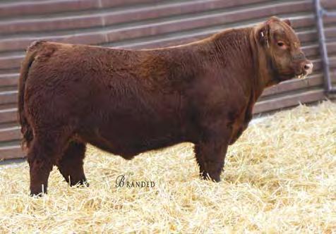 Red Angus Bulls PIE ONE OF A KIND, sire 11 STRA ONE OF A KIND 8104 #3965089 2/26/18 102 773 ET 1A 100% 111.