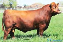 BIEBER LAURA 158W, dam of Lots 11 and 12 Lot 12 PIE JUST RIGHT 540, sire Lot 13 12 13 STRA JUST RIGHT 825 #3965085 2/26/18 96 750 ET 1A 100% 111.