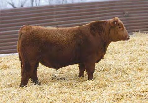 Lot 14 Lot 15 14 STRA PIONEER 843 Red Angus Bulls #3955245 2/21/18 109 778 107 1A 100% 108.