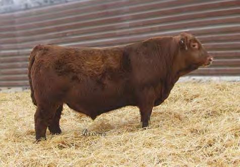 Red Angus Bulls 14 BIEBER LAURA 158W Lot 17 Lot 18 Lot 19 17 18 STRA ONE OF A KIND 859 #3965047 2/22/18 99 731 ET 1A 100% 111.