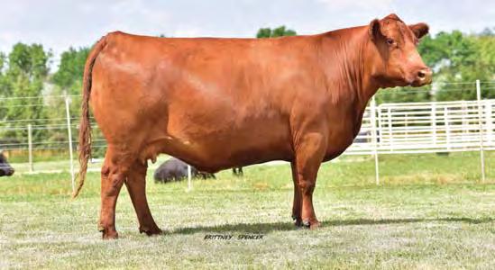 05 86% 27% 36% 63% 7% 6% 7% 97% 92% 35% 11% 41% 93% 37% 37% 4% 6% 92% 894 is the only Up Front bull in the sale but boy is he a dandy. He is super dark cherry red with lots of thickness to him.