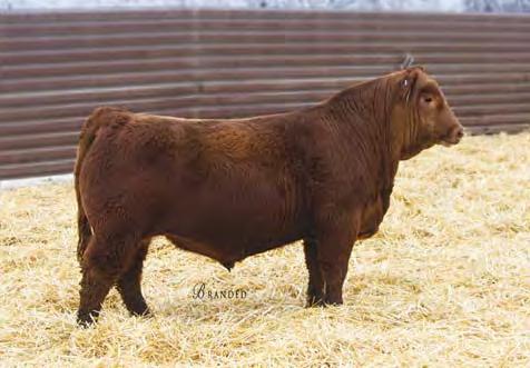 Lot 20 Lot 21 Lot 22 Lot 23 20 21 Red Angus Bulls STRA ONE OF A KIND 8116 #3955295 3/1/18 98 780 107 1A 100% 101.