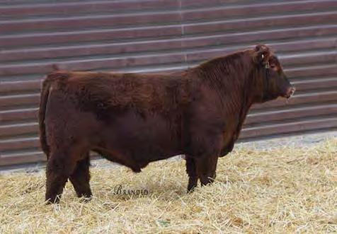 Red Angus Bulls 25 STRA PIONEER 871 #3955231 2/23/18 82 697 1A 100% 101.