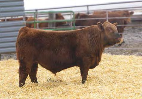 01 11% 2% 51% 71% 3% 6% 15% 54% 99% 43% 7% 55% 44% 9% 9% 47% 18% 25% 813 is a bull out of a bred heifer we purchased from Jacobson Red Angus. She did an excellent job on her first calf.