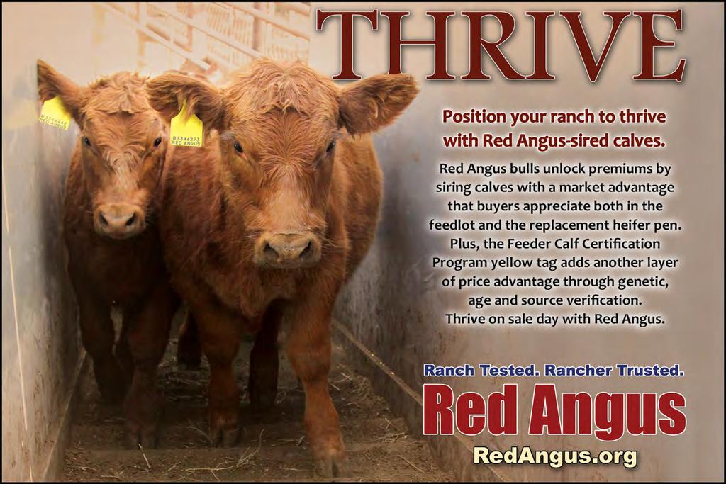 Red Angus Bulls 49 STRA PIONEER 821 #3955307 2/18/18 80 720 99 1A 100% 101.