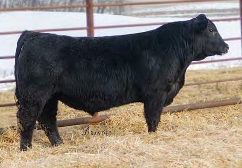 Angus Bulls 64 REMEDY 807 65 A sure-fi re calving ease bull also sitting in the top tiers for weaning value and feedlot value.
