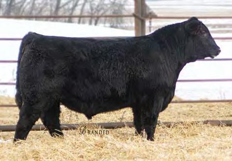 His sire s dam, Baldridge Isabel Y69, is one of the most prolific high impact donors in the Angus breed. Visitors have pointed out each of the calves out this bull s donor dam, BR Ruby 529X.