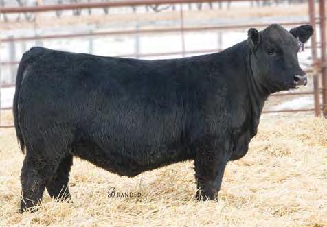 This bull is backed with what it takes to positively modify a set of calves.