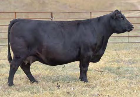 Angus Bulls 87 FORTRESS 841 These ET sons are backed with generations of AI sires and pathfi nder females. They come from our donor cow Ellingson Madame 0040 flushed to Fortress.