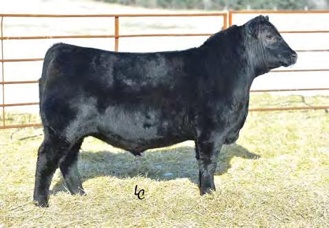 Angus Bulls 93 EARNAN 860 We implimented an Earnan son as a herd sire in 2017 and we have NOT been dissapointed.