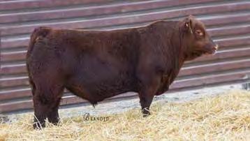 Many who have calves pictured below or in the bull sale.