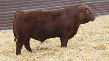 This cow or her daughters have raised many sale features