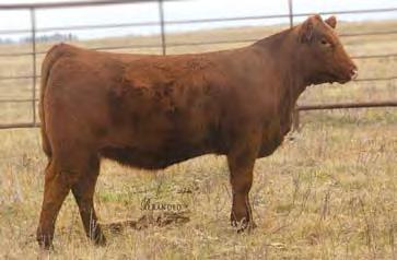 Her bull last year was the high selling lot selling for