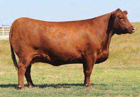 97 PICK OF HERD FLUSH We have also decided to offer a fl ush on this year s sale. We are offering a flush of any cow on the ranch.