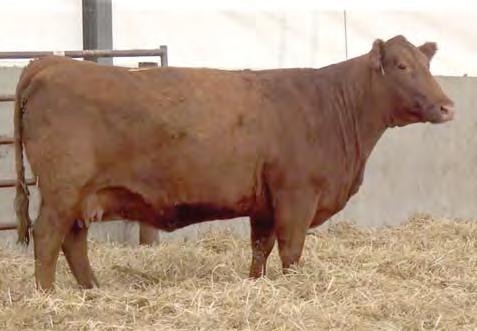 the 4 featured bred heifers at Biebers 2018 fall sale.