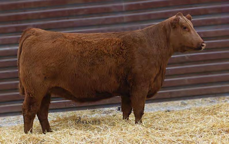 Red Angus Bred Heifers 98 STRA REBALS 7150 #3766389 3/30/17 81 694 103 1A 100% 101.