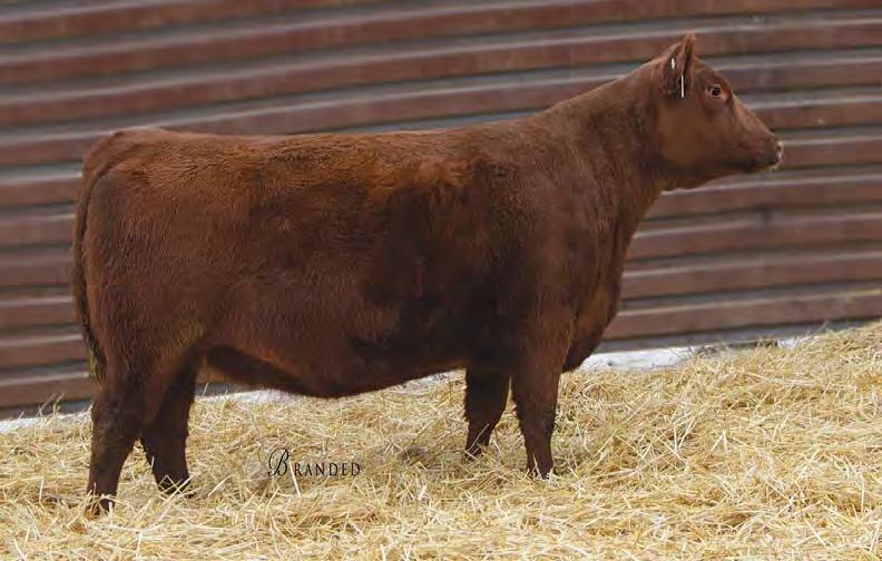Red Angus Bred Heifers 100 STRA LARKABA 729 #3766509 2/20/17 60 624 98 1A 100% 100.