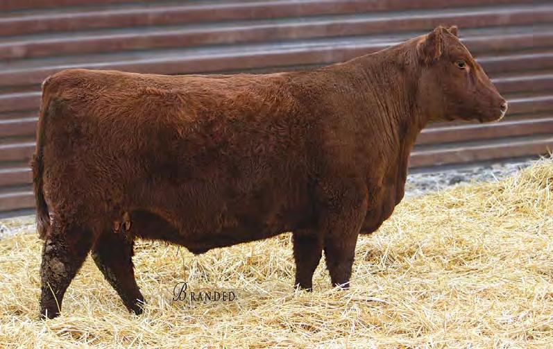 Red Angus Bred Heifers 102 STRA LARS 7127 #3766341 3/17/17 89 622 98 1A 100% 95.