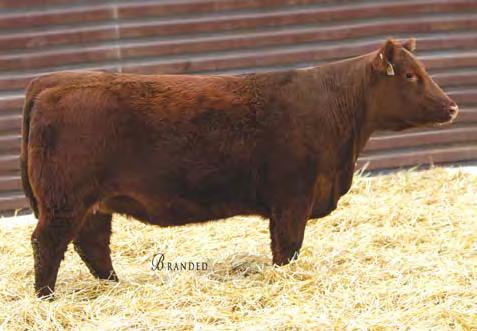Red Angus Bred Heifers 104 STRA HEATHER BLOOM 719 #3766477 2/16/17 84 665 104 1A 100% 102.