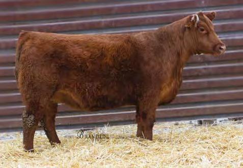 110 Red Angus Bred Heifers STRA CANYON 7116 #3766471 3/14/17 81 612 96 1B 99.7% 98.4 2 ANDRAS FUSION R236 BIEBER FEDERALIST B543 BASIN PRIMROSE 0T43 STRA WINCHESTER 357 STRA MISS G.