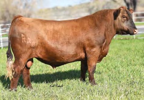 Red Angus Reference Sires A BIEBER DRIVEN C540 BD BW WW WR Cat.