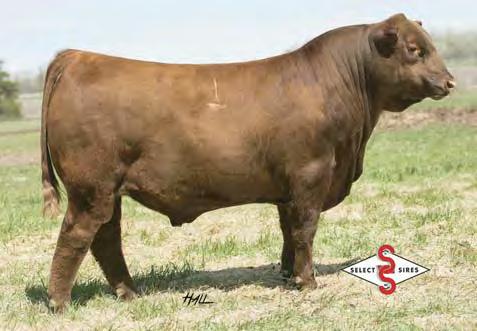 Red Angus Reference Sires E PIE CINCH 4126 BD BW WW WR Cat.