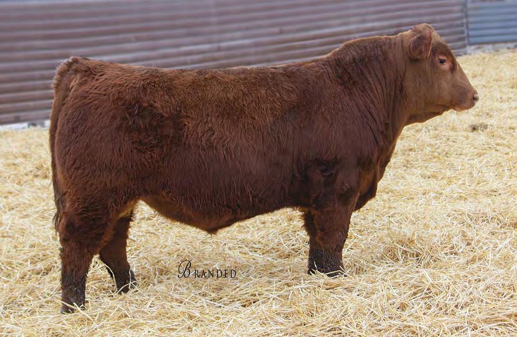 Red Angus Bulls 1 STRA ONE OF A KIND 863 #3955251 2/23/18 74 803 111 1A 100% 104.