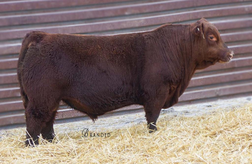 Red Angus Bulls 2 STRA ONE OF A KIND 882 #3965069 2/24/18 82 713 0 1A 100% 100.