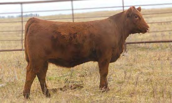 He is moderate framed with loads of muscle and excellent length of body. He is a direct son out of our W107 cow. Once again check out his EPDs.